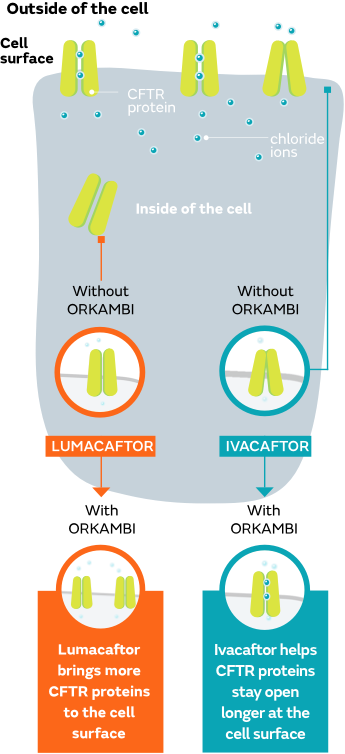 Image showing the cell of someone with CF without ORKAMBI® (lumacaftor/ivacaftor) and with ORKAMBI, showing how Ivacaftor and Lumacaftor work together